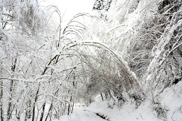 Árvores Cobertas Neve Inverno — Fotografia de Stock