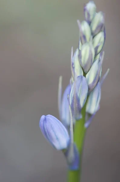 Eine Vertikale Selektive Fokusaufnahme Von Irisblütenknospen — Stockfoto