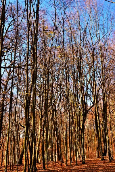 Uno Scatto Verticale Angolo Basso Degli Alti Alberi Nudi Una — Foto Stock