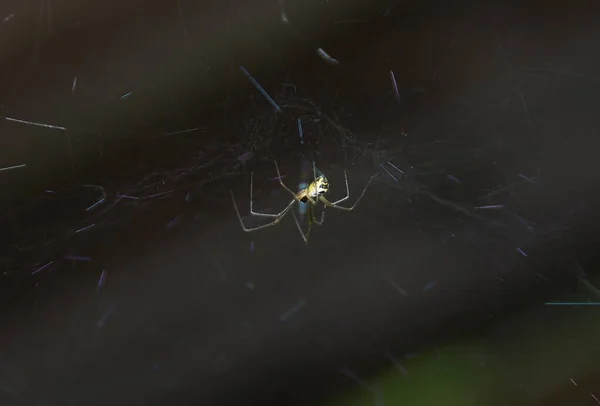 Neriene Radiata Spindel Nätet — Stockfoto