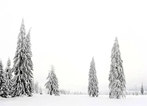 Hoge Sparren Bomen Bedekt Met Sneeuw Een Mistige Winterdag — Stockfoto