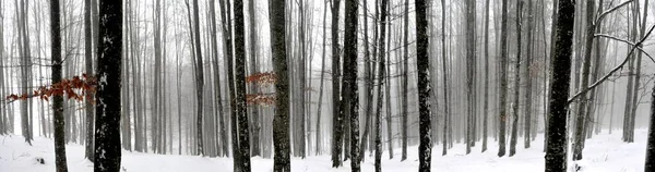 Panoramabild Skog Med Höga Träd Vintern — Stockfoto