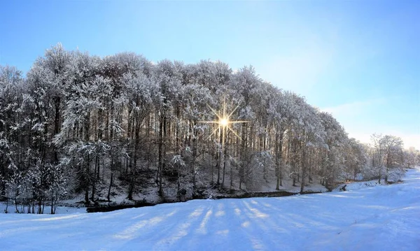 Сонце Світиться Через Красиві Засніжені Дерева Поля Холодний Зимовий День — стокове фото