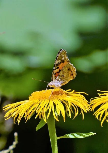 Królowa Hiszpanii Motyl Fritillary Issoria Lathonia Kwiecie — Zdjęcie stockowe