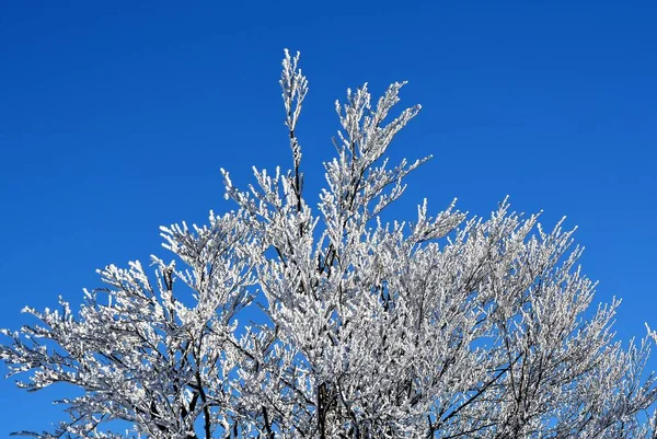 Low Angle Shot Beautiful Frozen Tree Branches Clear Blue Sky — Stock Photo, Image