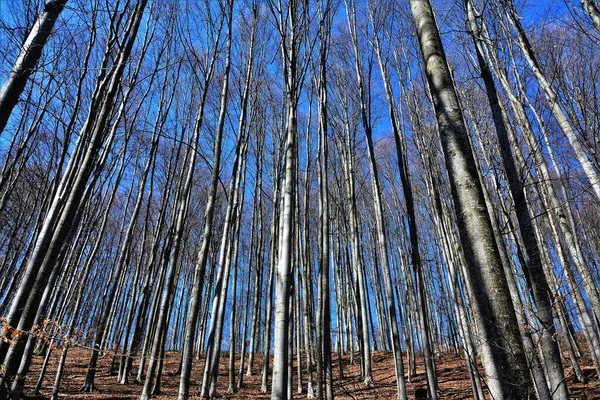 Низькокутний Знімок Високих Стовбурів Дерев Лісі Під Блакитним Небом — стокове фото