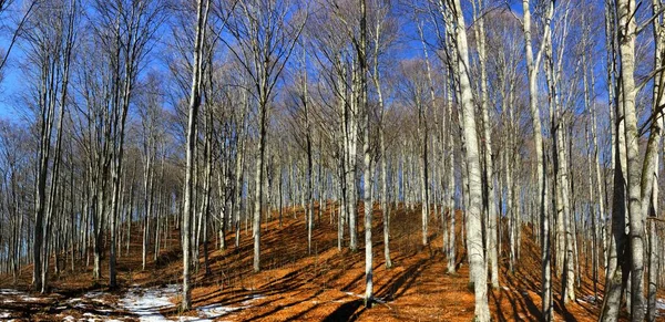 Odvážné Stromy Během Dne Modrou Oblohou — Stock fotografie