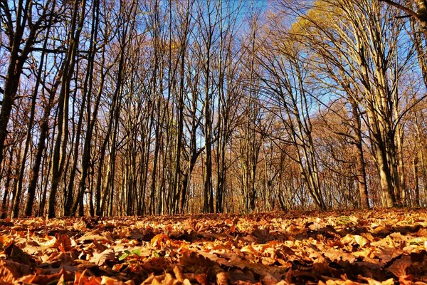 美丽的秋天 森林里的风景 光秃秃的树木和树叶落在地上 — 图库照片