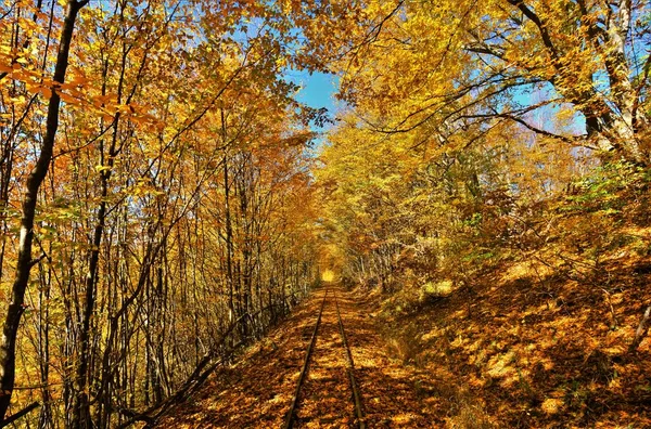 Une Forêt Orangers Râles Automne — Photo