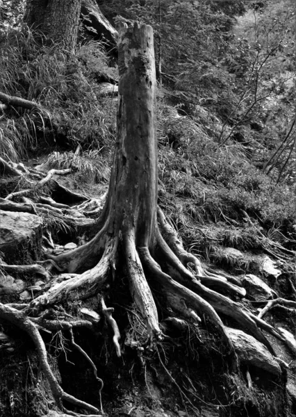 뿌리를 — 스톡 사진