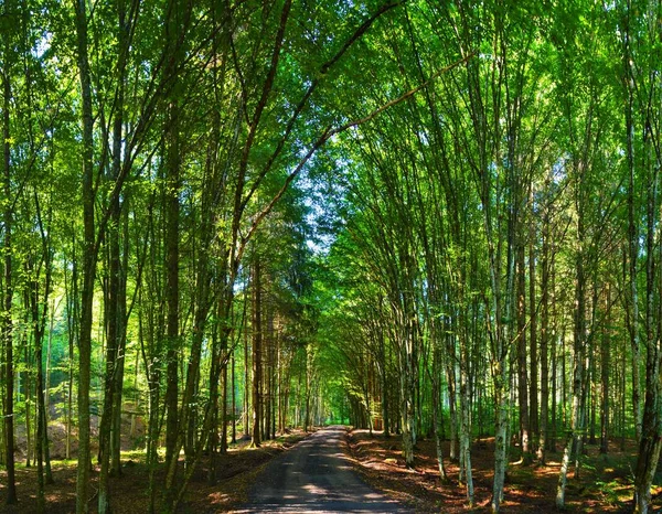 Прекрасный Пейзаж Множества Зеленых Деревьев Солнечный День — стоковое фото