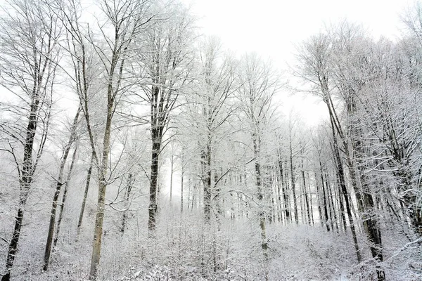 Eine Wunderschöne Winterlandschaft Wald Mit Hohen Kahlen Bäumen — Stockfoto