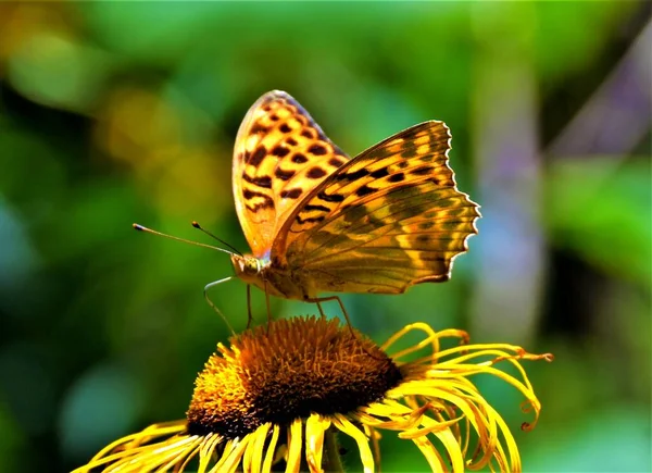 Rainha Espanha Fritillary Borboleta Issoria Lathonia Uma Flor — Fotografia de Stock