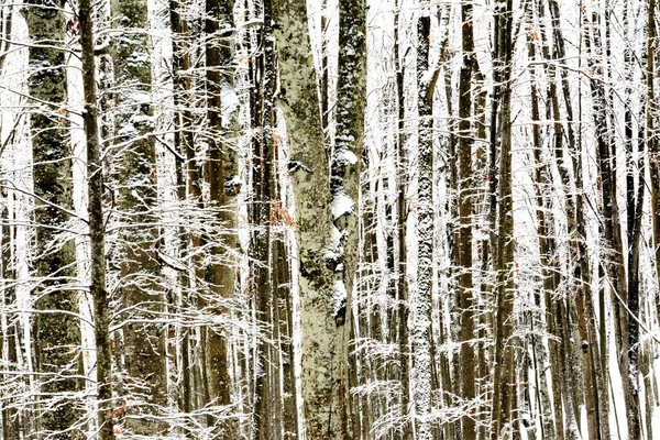 Trädstammarna Täckta Snö Skogen — Stockfoto