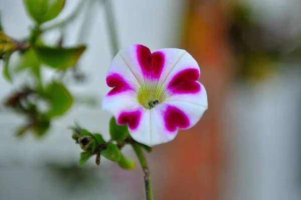 Selektiv Fokusbild Vit Och Lila Petunia Trädgården — Stockfoto