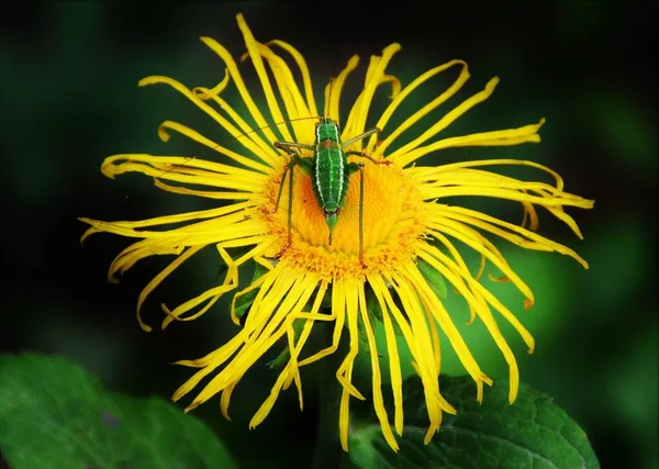 Insecte Barbitistes Fischeri Sur Une Fleur Jaune — Photo