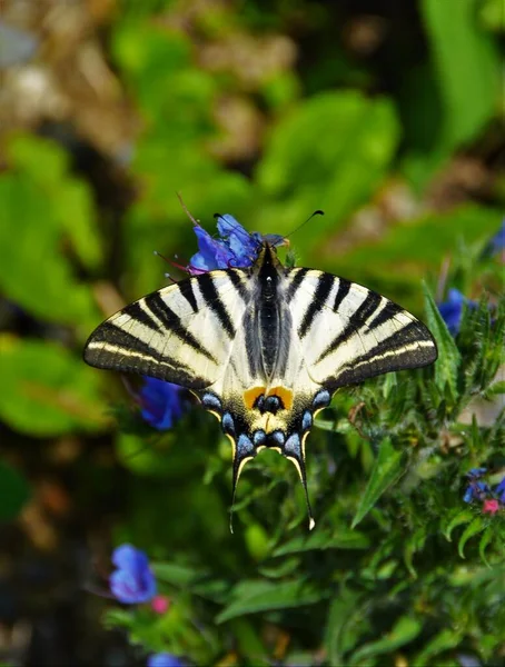 Schmetterling Seltener Schwalbenschwanz Iphiclides Podalirius Auf Einer Blume — Stockfoto