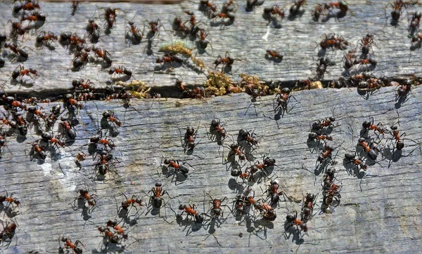 Många Myror Bräda — Stockfoto