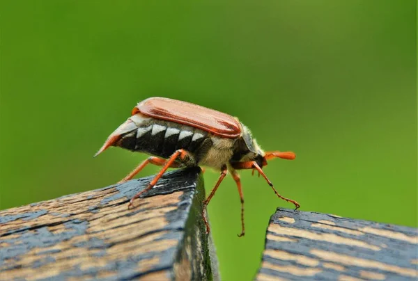 Pode Bug Melolontha Perto — Fotografia de Stock