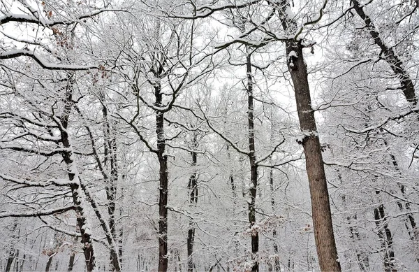 Plan Angle Bas Branches Arbres Gelées Sous Ciel Nuageux — Photo