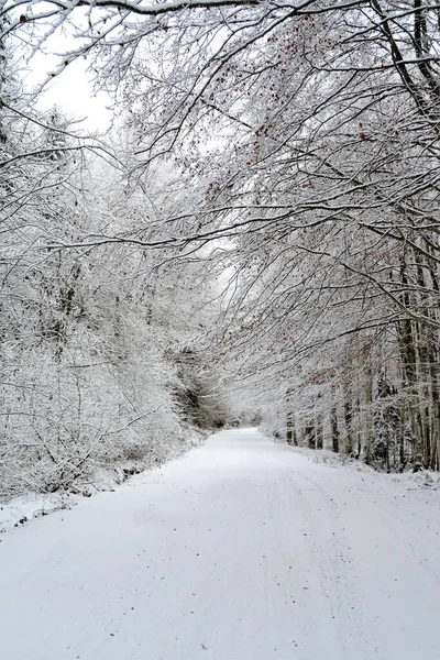 在寒冷的冬日 一条美丽的雪地路被高大的树木环绕着 — 图库照片