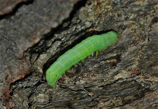 Caterpillar Operophtera Brumata Bark Tree — Stock Photo, Image