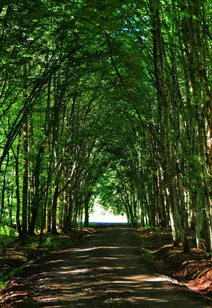 Hermoso Bosque Verde Durante Día — Foto de Stock