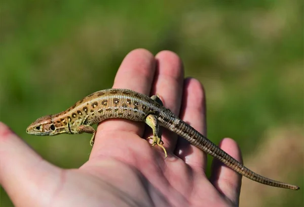 Jaszczurka Rękach Człowieka Naturalnym Środowisku — Zdjęcie stockowe