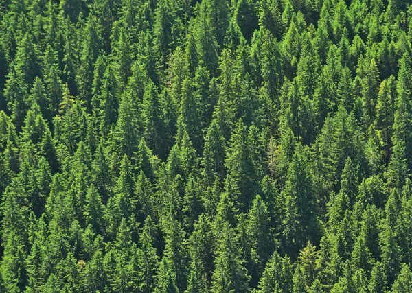 Eine Aufnahme Der Schönen Grünen Bäume Auf Einem Hügel Aufgenommen — Stockfoto