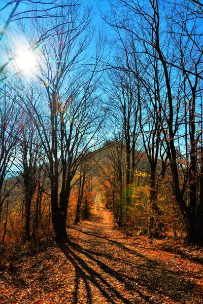 Eine Wunderschöne Herbstlandschaft Wald Mit Kahlen Bäumen Und Auf Den — Stockfoto