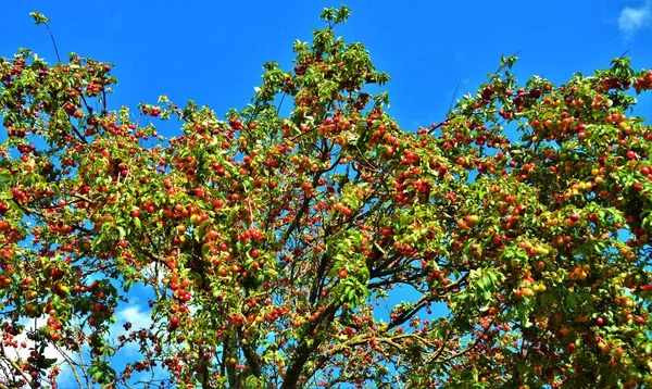 Low Angle Shot Red Mirabelle Plums Blooming Blue Sky — Stock Photo, Image