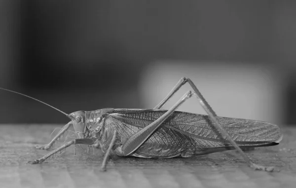 Plano Escala Grises Saltamontes — Foto de Stock