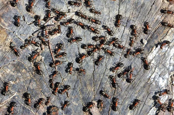 Een Kolonie Mieren Grond — Stockfoto