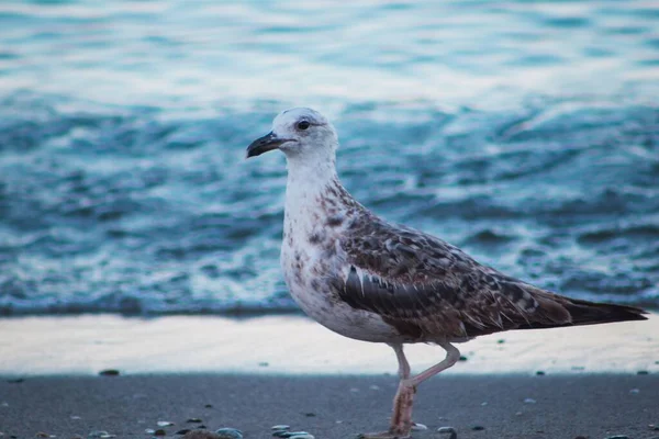 Gaivota Margem Mar — Fotografia de Stock