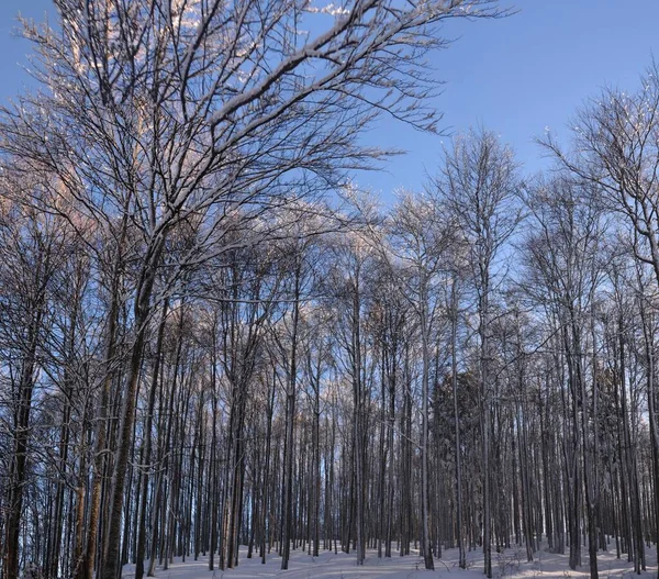 Stromy Pokryté Sněhem Zimě — Stock fotografie