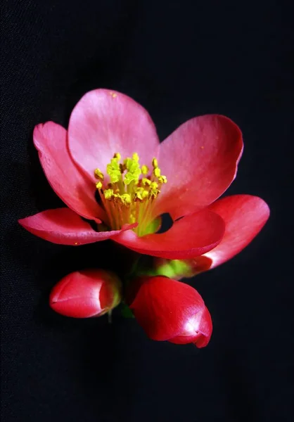 黒を基調としたシャエノメレスペシオサの美しい花 — ストック写真