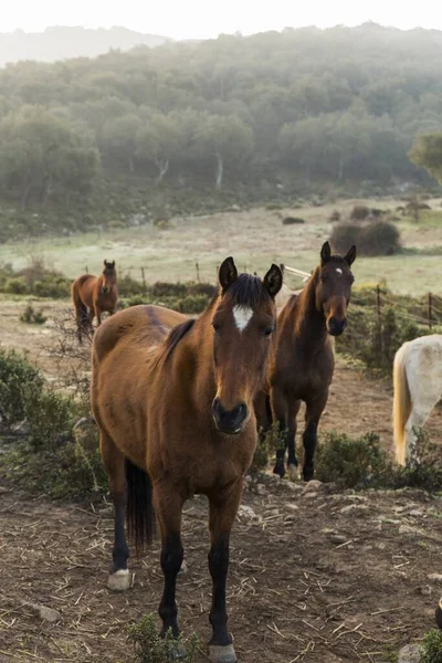 Group Chestnut Horses Sierra Grazalema Cdiz — Stock Photo, Image