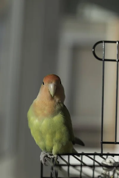 一只美丽的爱情鸟躺在钢制框架笼上的垂直镜头 — 图库照片