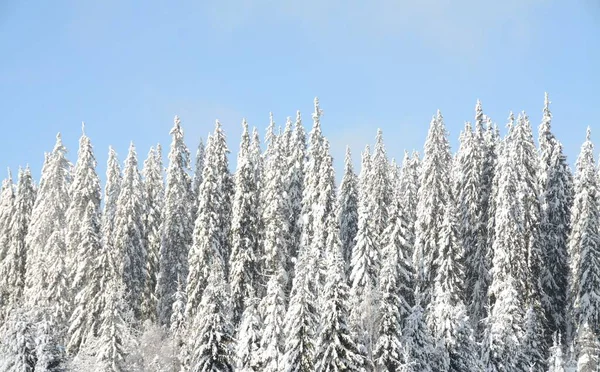 Прекрасный Вид Еловый Лес Покрытый Снегом — стоковое фото