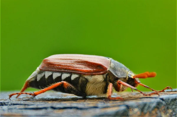 May Bug Melolontha Yakın Planda — Stok fotoğraf
