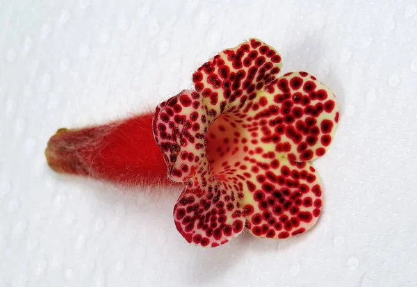 Ένα Κοντινό Πλάνο Από Ένα Λουλούδι Kohleria Amabilis Λευκό Φόντο — Φωτογραφία Αρχείου