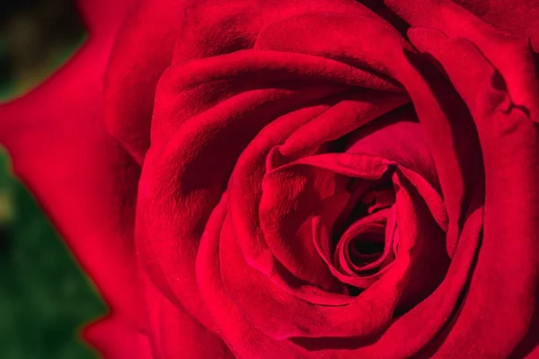 Bahçedeki Kırmızı Gül Çiçeğinin Yakın Çekim Görüntüsü — Stok fotoğraf