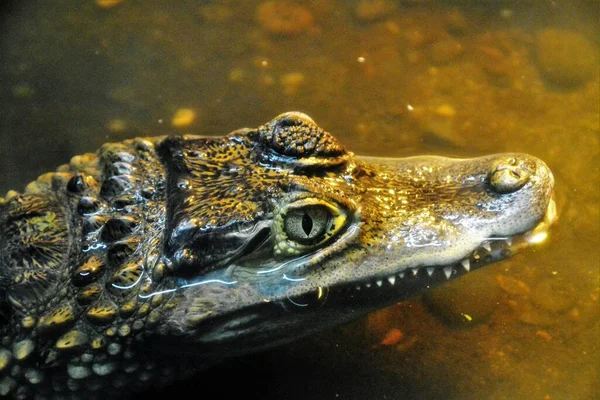 Hög Vinkel Skott Alligator Med Skrämmande Ögon Simmar Damm — Stockfoto