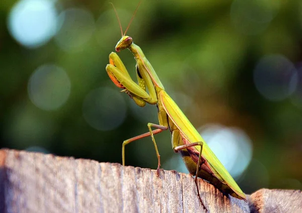 緑のマンティス宗教的昆虫です — ストック写真