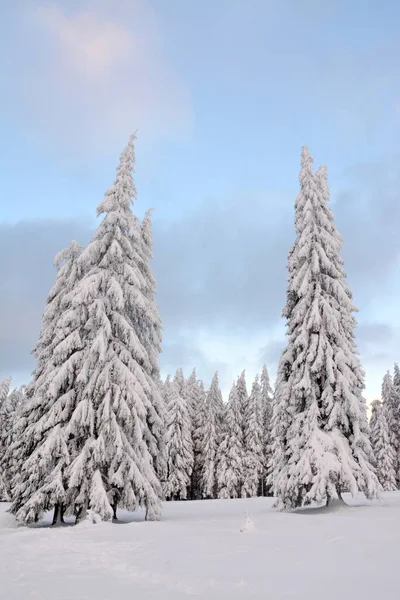 Ein Schöner Fichtenwald Der Winter Mit Schnee Bedeckt Ist — Stockfoto