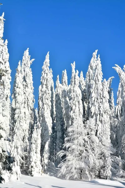 Eine Flache Aufnahme Von Schneebedeckten Tannen Unter Blauem Himmel — Stockfoto