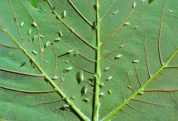 Muchos Insectos Aphidoidea Dañinos Parte Posterior Una Hoja —  Fotos de Stock