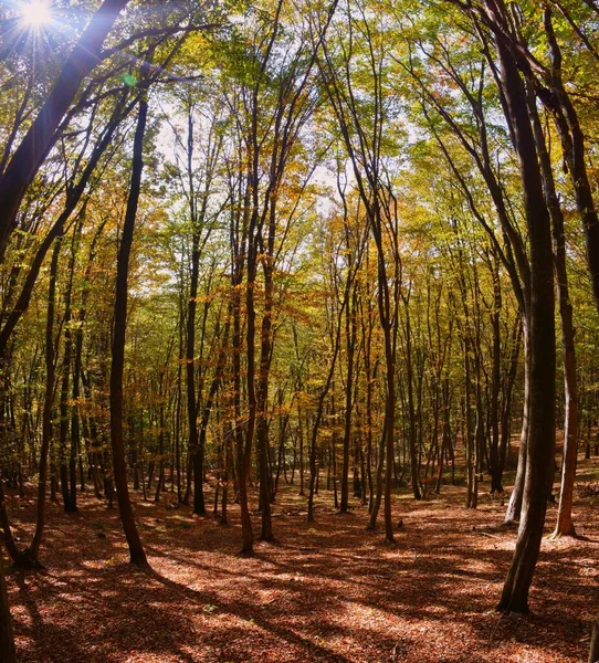 Ett Vackert Höstlandskap Skog Med Färgglada Träd — Stockfoto