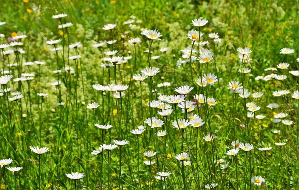 Die Schönen Gänseblümchen Blühen Auf Dem Feld — Stockfoto