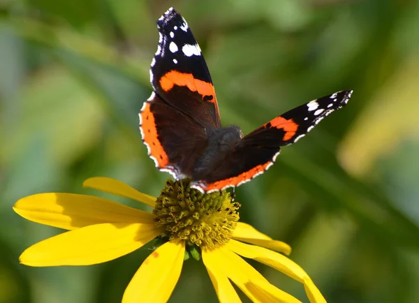 Vanessa Atalanta Pillangó Egy Virágon — Stock Fotó